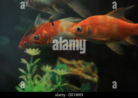 Süßwasserfische, Aquarienfische, tropische Fische, Bilder von Fischen, Aquarien, Fische zu verkaufen, alles über Fische, Salzwasser Fische, Che Stockfoto