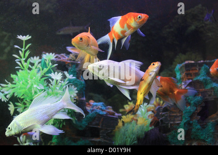 Süßwasserfische, Aquarienfische, tropische Fische, Bilder von Fischen, Aquarien, Fische zu verkaufen, alles über Fische, Salzwasser Fische, Che Stockfoto