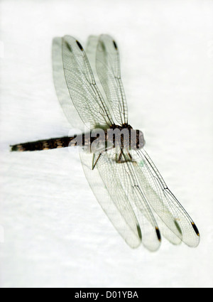 Libelle sitzt auf der Wand-Detailansicht Stockfoto