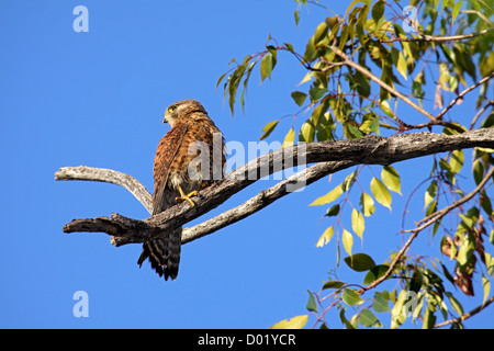 Madagaskar-Turmfalke auf Jagd Barsch in Madagaskar Stockfoto