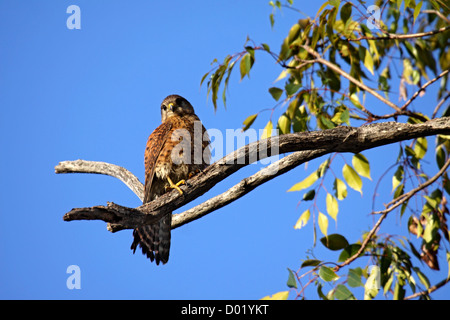 Madagaskar-Turmfalke auf Jagd Barsch in Madagaskar Stockfoto