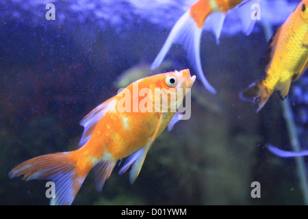 Süßwasserfische, Aquarienfische, tropische Fische, Bilder von Fischen, Aquarien, Fische zu verkaufen, alles über Fische, Salzwasser Fische, Che Stockfoto