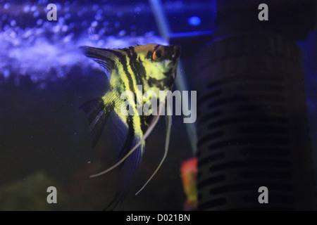 Süßwasserfische, Aquarienfische, tropische Fische, Bilder von Fischen, Aquarien, Fische zu verkaufen, alles über Fische, Salzwasser Fische, Che Stockfoto