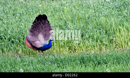 Männlichen wild Pfau zeigt Schwanzfedern Indien Stockfoto