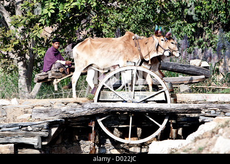 Mann fährt Ochsekarre am Wasserrad gut Rajasthan Indien Stockfoto