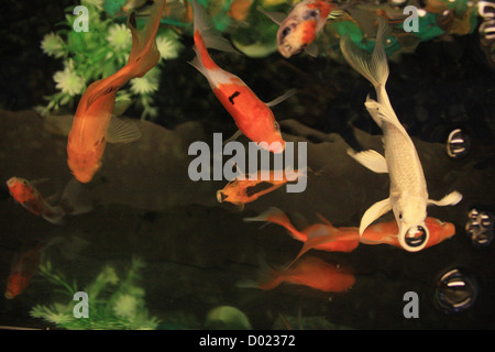 Süßwasserfische, Aquarienfische, tropische Fische, Bilder von Fischen, Aquarien, Fische zu verkaufen, alles über Fisch, Salz Wasser Fisch Stockfoto