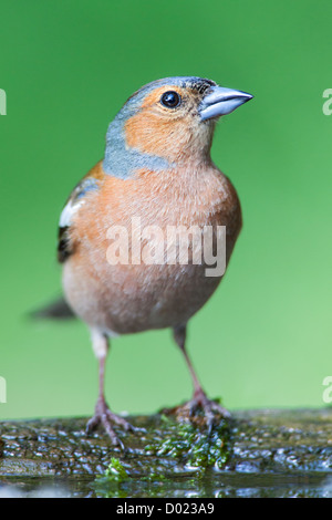 Junge männliche Buchfinken (Fringilla Coelebs) steht am Rand eines Pools Stockfoto