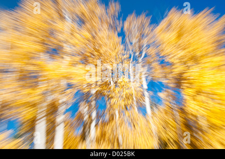 Aspen Trees fall colors Stockfoto