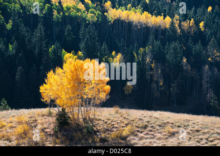Aspen Trees fall colors Stockfoto
