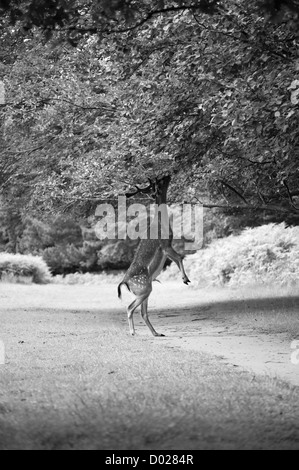 Ein Damhirsch auf dem Gelände des Dunham Massey, Griff nach Essen, U.K Stockfoto