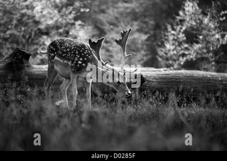 Ein Damhirsch auf dem Gelände des Dunham Massey, Großbritannien Stockfoto