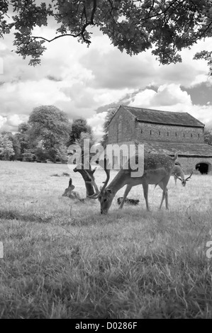 Ein Damhirsch auf dem Gelände des Dunham Massey, Großbritannien Stockfoto