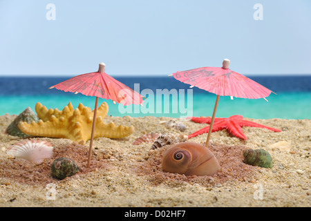 Sommer-Szene #13 - Nautilus Muschel Schatten fangen Stockfoto