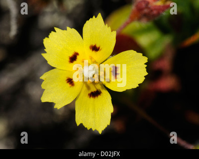 Gefleckte Rock-Rose, Tuberaria Guttata, zeigt Stigma, Antheren und Blütenblätter im Fokus Stockfoto