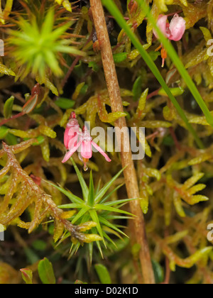 Cranberry Blumen, Vaccinium oxycoccos Stockfoto