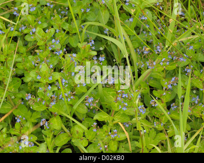 Bachbungenehrenpreis, Veronica beccabunga Stockfoto