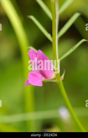 Narrow-leaved Wicke, Vicia sativa Stockfoto