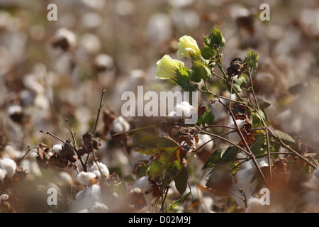 Blütenstrauch Baumwolle (Gossypium) fotografiert in Israel Stockfoto