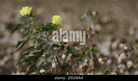 Blütenstrauch Baumwolle (Gossypium) fotografiert in Israel Stockfoto