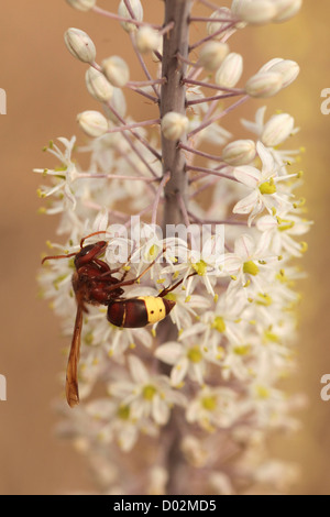 Wespe auf einem Meer Blaustern, (Drimia Maritima) Israel, Herbst September Stockfoto