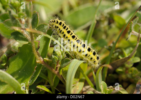 Sechs-Spot Burnet Motten Caterpillar, Zygaena filipendulae Stockfoto