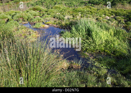 Moor auf Dartmoor. Devon Stockfoto