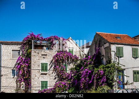 Lila Blüten auf Gebäude geteilte Stadt. Kroatien Stockfoto
