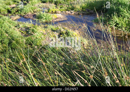 Moor auf Dartmoor. Devon Stockfoto