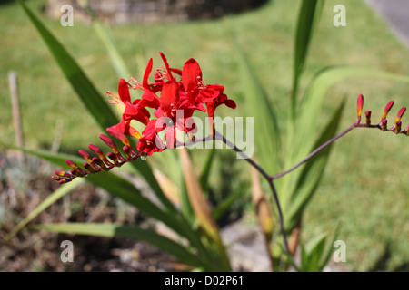 Rot Orange Blume Crocosmia in einem Garten in Süd-Wales. Schönen Sommertag. Stockfoto