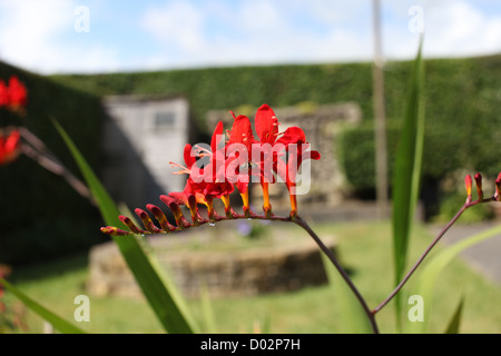 Eine kleine Gattung von Blütenpflanzen in der Iris-Familie, Iridaceae. Native zu den Wiesen von Südafrika Stockfoto