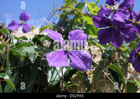 Clematis, schön tief lila Blüten, Klettern Zierpflanze fand in England und anderen Ländern Stockfoto