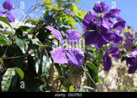 Nahaufnahme von Clematis, schön tief lila Blüten, eine dekorative Kletterpflanze gefunden in England und anderen Ländern. Stockfoto