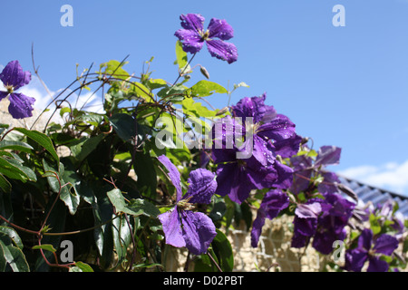 Clematis, schön tief lila Blüten, Klettern Zierpflanze. Die Stiele ziemlich geschwungenen Schleife. Stockfoto