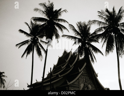 Sonnenuntergang inmitten der Palmen in Luang Prabang in Laos in Indochina im Fernen Osten Südostasien. Reisen Stockfoto