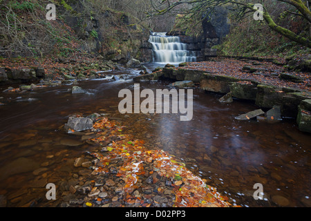 Herbstlaub und Wasserfall auf Bogen Lee Beck flussabwärts von Gibsons Höhle, Bowlees, obere Teesdale, County Durham UK Stockfoto