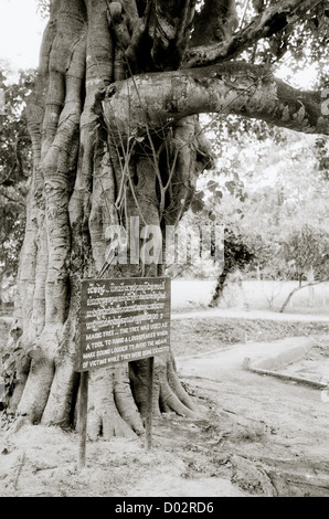 Wunderbaum in Choeung Ek Killing Fields in Phnom Penh in Kambodscha in Fernost-Südost-Asien. Geschichte historische Holocaust Tourismus touristische Website Reisen Stockfoto