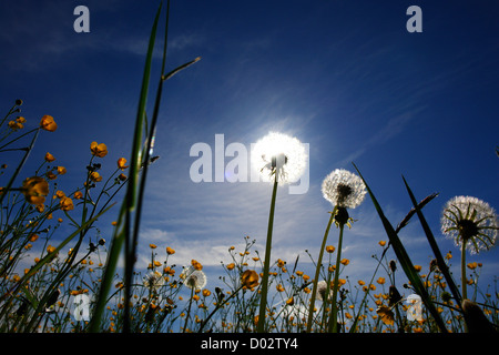 schöne Frühlingsblumen Schlag Kugeln gegen Himmel und Sonne Stockfoto