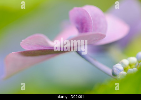 Detail der einzelnen Blume auf Hydrangea Macrophylla Lacecap Gruppe Stockfoto