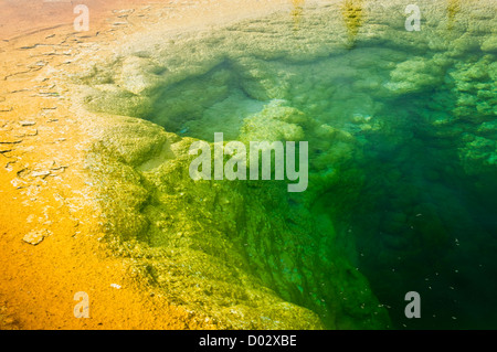 Detailansicht der Morning Glory Pool - Sprudel in Upper Geyser Basin, Yellowstone-Nationalpark - Wyoming, USA Stockfoto