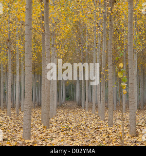 Pappeln im Herbst in der Provinz Granada, Andalusien, Spanien. Stockfoto