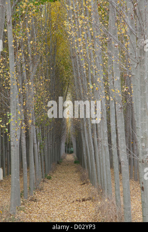 Pappeln im Herbst in der Provinz Granada, Andalusien, Spanien. Stockfoto