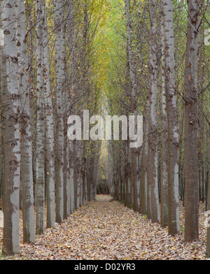 Pappeln im Herbst in der Provinz Granada, Andalusien, Spanien. Stockfoto