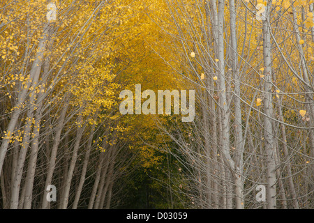 Pappeln im Herbst in der Provinz Granada, Andalusien, Spanien. Stockfoto