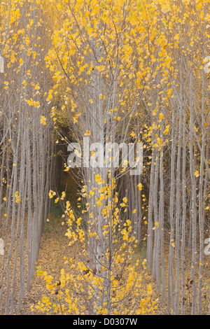 Pappeln im Herbst in der Provinz Granada, Andalusien, Spanien. Stockfoto