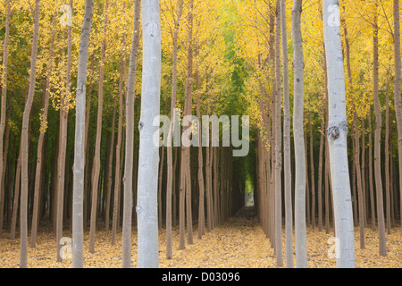 Pappeln im Herbst in der Provinz Granada, Andalusien, Spanien. Stockfoto