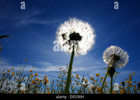 schöne Frühlingsblumen Schlag Kugeln gegen Himmel und Sonne Stockfoto