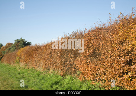Copper Beech Hedge-Fagus Sylvatica Purpurea blaue Himmel Stockfoto