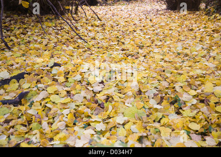 Gefallene Blätter der Linde auf dem Boden liegend verwesenden Stockfoto