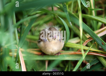 Noch jungen Buchfink sitzt mit seinen Augen geschlossen in hohe Gräser Stockfoto