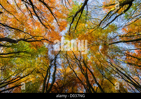 Buche in einem Waldgebiet anzeigen ihre Herbstfärbung. Der vorherigen Holz, Portbury, North Somerset, England Stockfoto